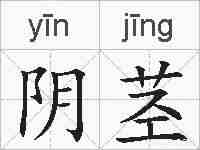 阴茎的拼音