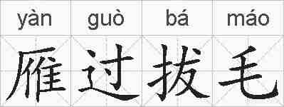 雁过拔毛的拼音