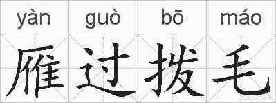 雁过拨毛的拼音
