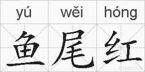 鱼尾红的拼音