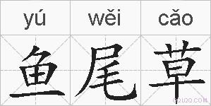 鱼尾草的拼音