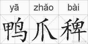 鸭爪稗的拼音
