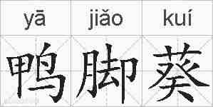 鸭脚葵的拼音