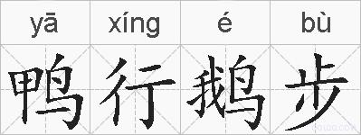 鸭行鹅步的拼音