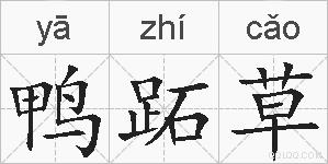 鸭跖草的拼音
