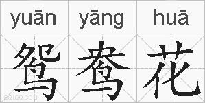 鸳鸯花的拼音