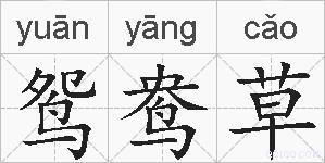 鸳鸯草的拼音