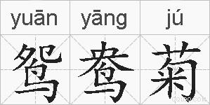 鸳鸯菊的拼音
