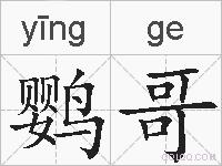 鹦哥的拼音