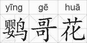 鹦哥花的拼音