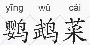 鹦鹉菜的拼音