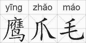 鹰爪毛的拼音