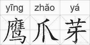 鹰爪芽的拼音