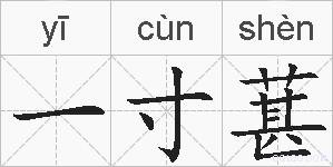 一寸葚的拼音