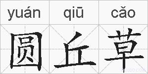 圆丘草的拼音