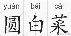 圆白菜的拼音