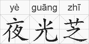 夜光芝的拼音