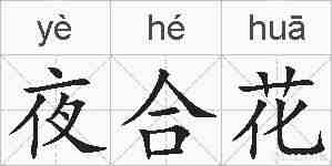 夜合花的拼音