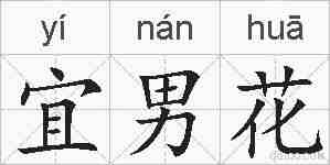 宜男花的拼音