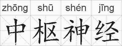 中枢神经的拼音