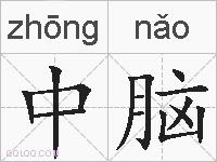 中脑的拼音