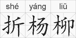 折杨柳的拼音