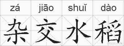杂交水稻的拼音