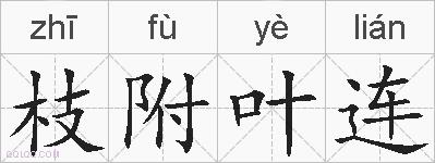 枝附叶连的拼音