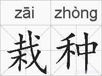 栽种的拼音