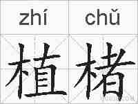 植楮的拼音
