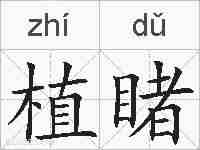 植睹的拼音