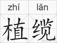 植缆的拼音