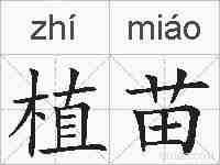 植苗的拼音