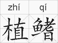 植鳍的拼音