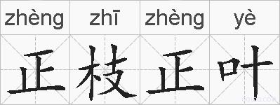 正枝正叶的拼音