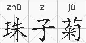 珠子菊的拼音