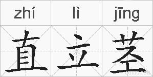直立茎的拼音