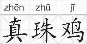 真珠鸡的拼音