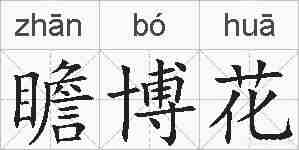 瞻博花的拼音