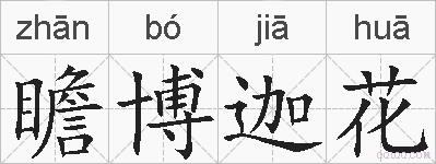 瞻博迦花的拼音