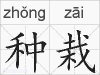 种栽的拼音