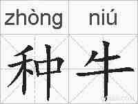 种牛的拼音