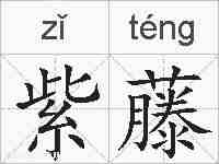 紫藤的拼音