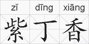 紫丁香的拼音