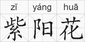 紫阳花的拼音