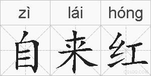 自来红的拼音