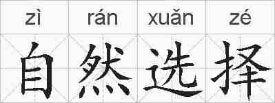 自然选择的拼音