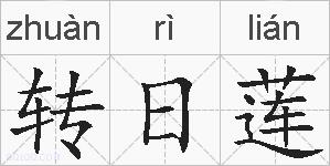 转日莲的拼音