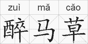醉马草的拼音