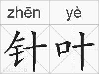 针叶的拼音
